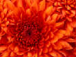 VanessaPalmerBlas/Chrysanthemum.jpg