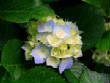 VanessaPalmerBlas/Hydrangeas.jpg