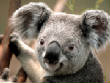 VanessaPalmerBlas/Koala.jpg