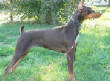 VanessaPalmerBlas/bluedobermanpinscher.jpg