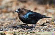 VanessaPalmerBlas/bluerockbird.jpg