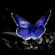 VanessaPalmerBlas/butterflybackground.jpg