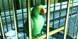 VanessaPalmerBlas/greenparrot.jpg