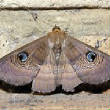 VanessaPalmerBlas/lepidoptera.jpg
