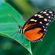 VanessaPalmerBlas/papilionoidea.jpg