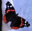 VanessaPalmerBlas/redblackwhitebutterfly.jpg