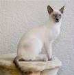 VanessaPalmerBlas/siamese.jpg