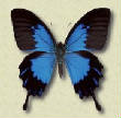 VanessaPalmerBlas/vanessafbibutterflyblueblackmonarch.jpg