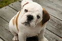 VanessaPalmerBlas/Abbeyenglishbulldog.jpg