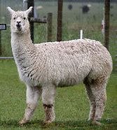 VanessaPalmerBlas/alpaca.jpg