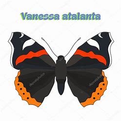 VanessaPalmerBlas/atalanta.jpg