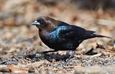 VanessaPalmerBlas/bluerockbird.jpg