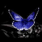 VanessaPalmerBlas/butterflybackground.jpg