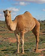 VanessaPalmerBlas/camel4.jpg