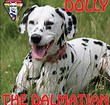 VanessaPalmerBlas/dollydalmatian.jpg