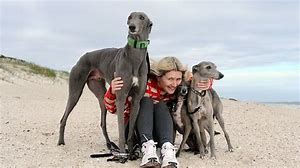 VanessaPalmerBlas/greyhoundracing.jpg