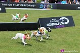 VanessaPalmerBlas/incredibledogchallenge.jpg