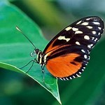 VanessaPalmerBlas/papilionoidea.jpg