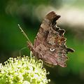 VanessaPalmerBlas/polygonia.jpg