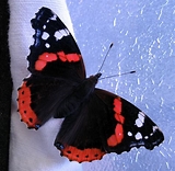 VanessaPalmerBlas/redblackwhitebutterfly.jpg