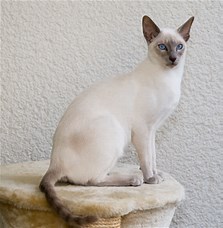 VanessaPalmerBlas/siamese.jpg