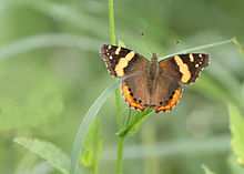 VanessaPalmerBlas/vanessaabyssinicaabissinianadmiral.jpg