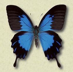 VanessaPalmerBlas/vanessafbibutterflyblueblackmonarch.jpg